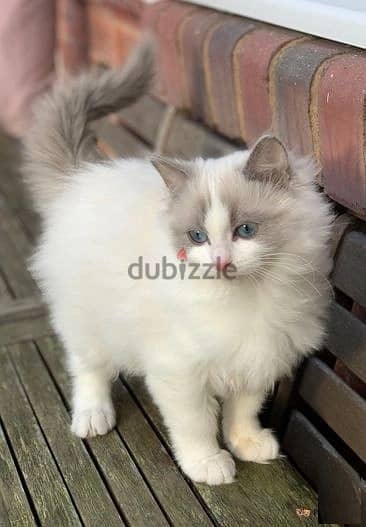 Whatsapp Me +966588993320 Ragdoll Cats 1