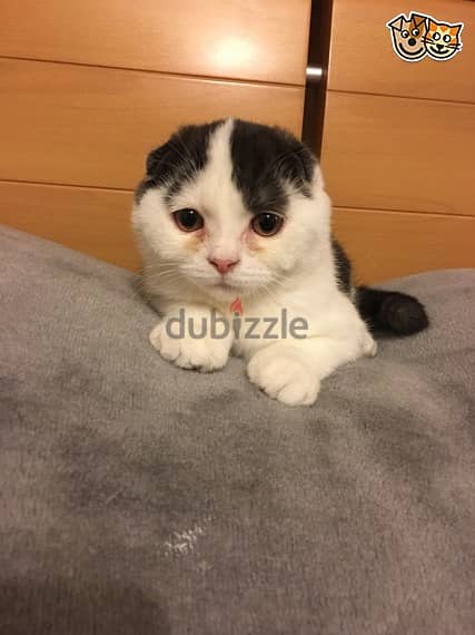 Whatsapp Me +972555074990 Scottish Fold Cats 0