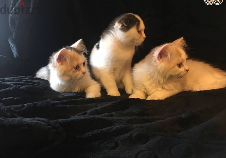 Whatsapp Me +972555074990 Scottish Fold Cats 1