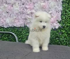 Whatsapp Me +972555074990 Samoyed Puppies 0