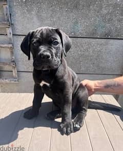 Whatsapp Me +966588993320 Cane Corso Puppies 0