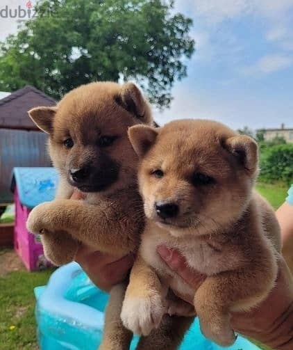 Whatsapp Me +966588993320 Shiba Inus Puppies 1