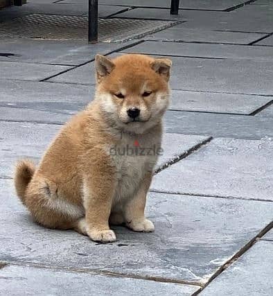 Whatsapp Me +966588993320 Shiba Inus Puppies 1