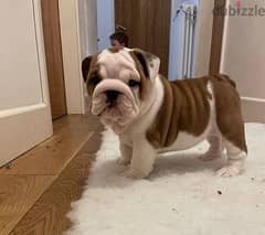 Whatsapp Me +966583921348 English Bulldog Puppies 0