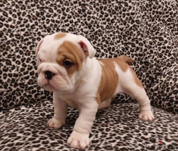 Whatsapp Me +966583921348 English Bulldog Puppies 1