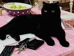 scottish fold black cat 0