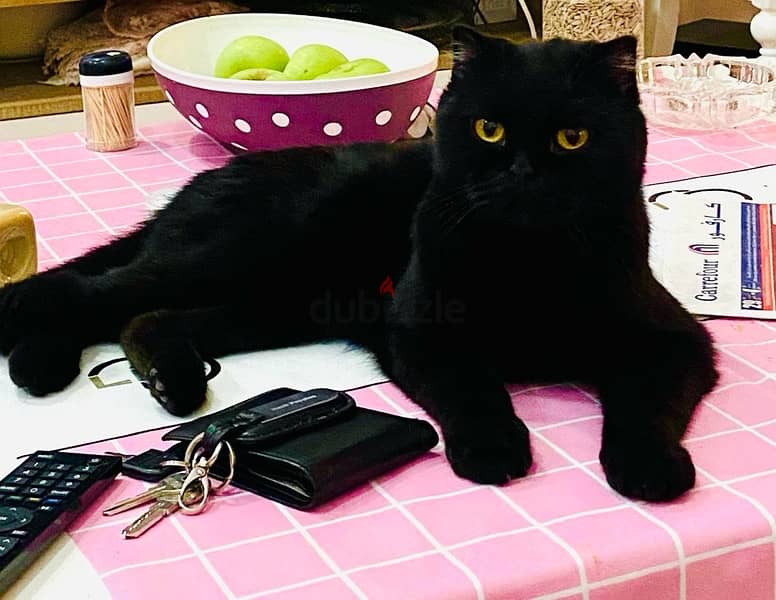 scottish fold black cat 1