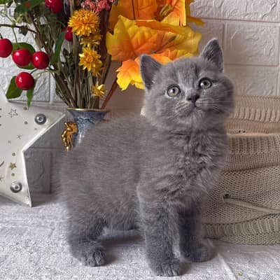 BRITISH SCOTTISH FOLD CATS