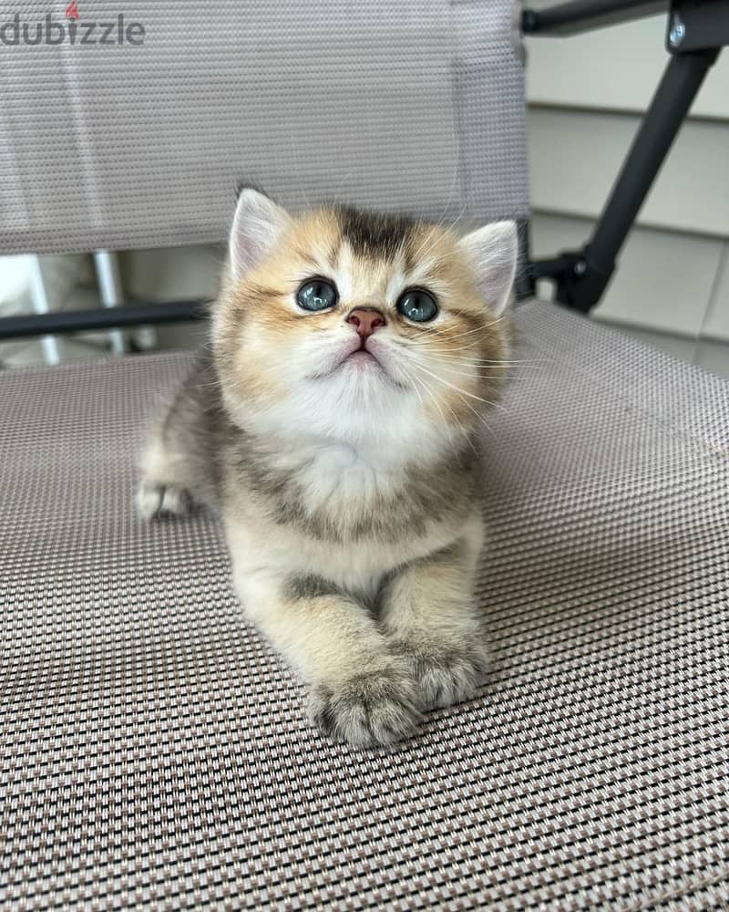 BRITISH SCOTTISH FOLD CATS 1