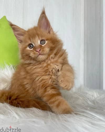 MAINECOON KITTENS FOR ADOPTION