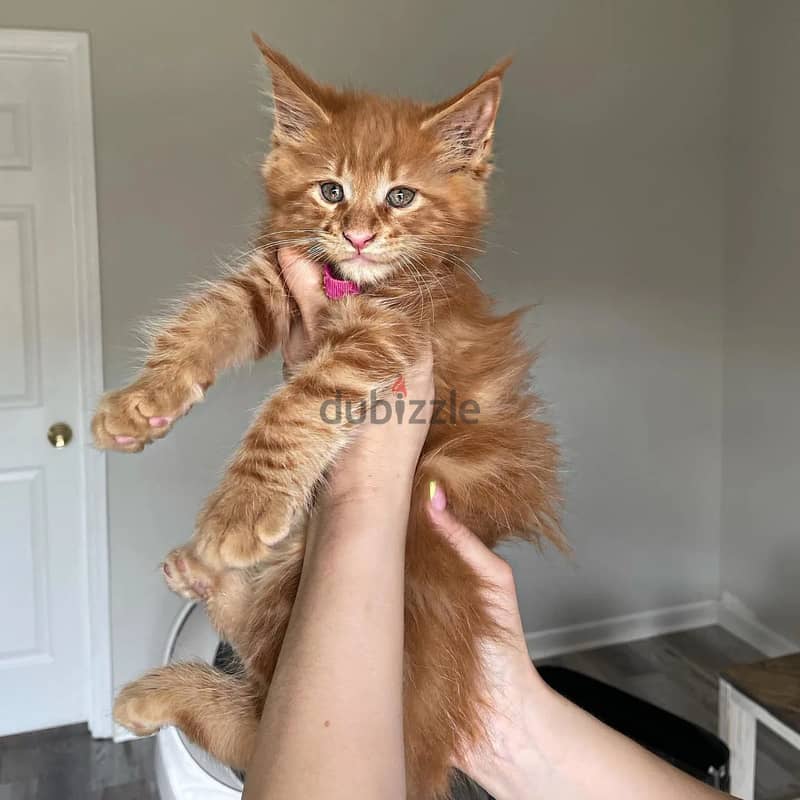 MAINECOON KITTENS FOR ADOPTION 1