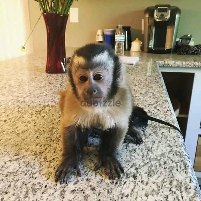 Capuchin Monkeys// WhatsApp +971502618837 0