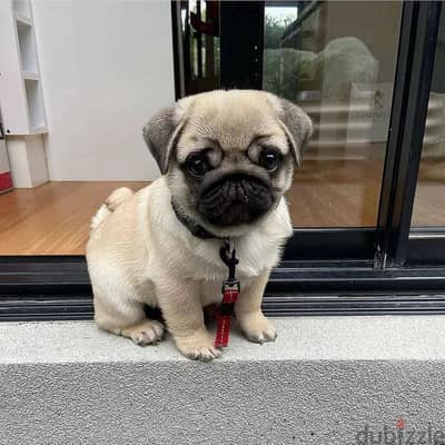 Pug puppies Available// WhatsApp +97455937699