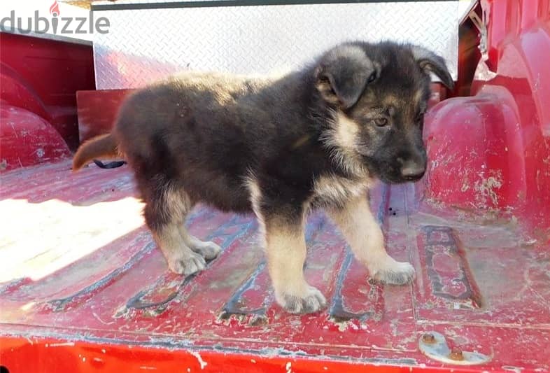 Whatsapp Me +972555074990 G-Shepherd Puppies 1