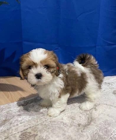 Whatsapp Me +966588993320 Shih Tzu Puppies 0