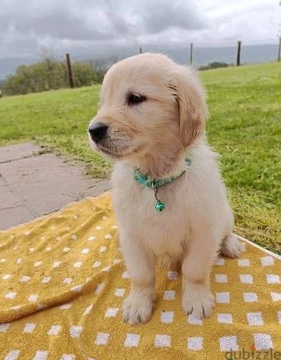 Whatsapp Me +966583921348 Golden Retriever Puppies 1