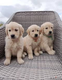 Whatsapp Me +966583921348 Golden Retriever Puppies