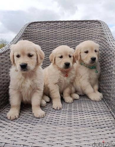 Whatsapp Me +966583921348 Golden Retriever Puppies 0