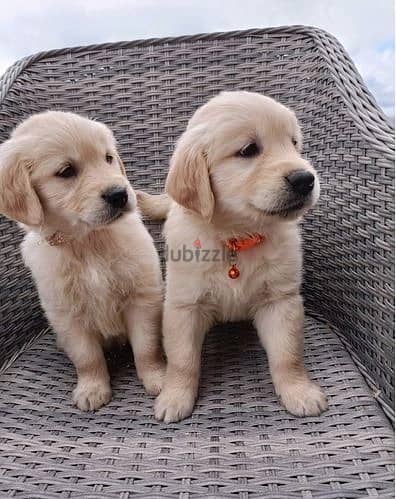 Whatsapp Me +966583921348 Golden Retriever Puppies 1