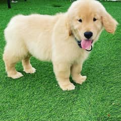 Golden Retreiver Puppy 0