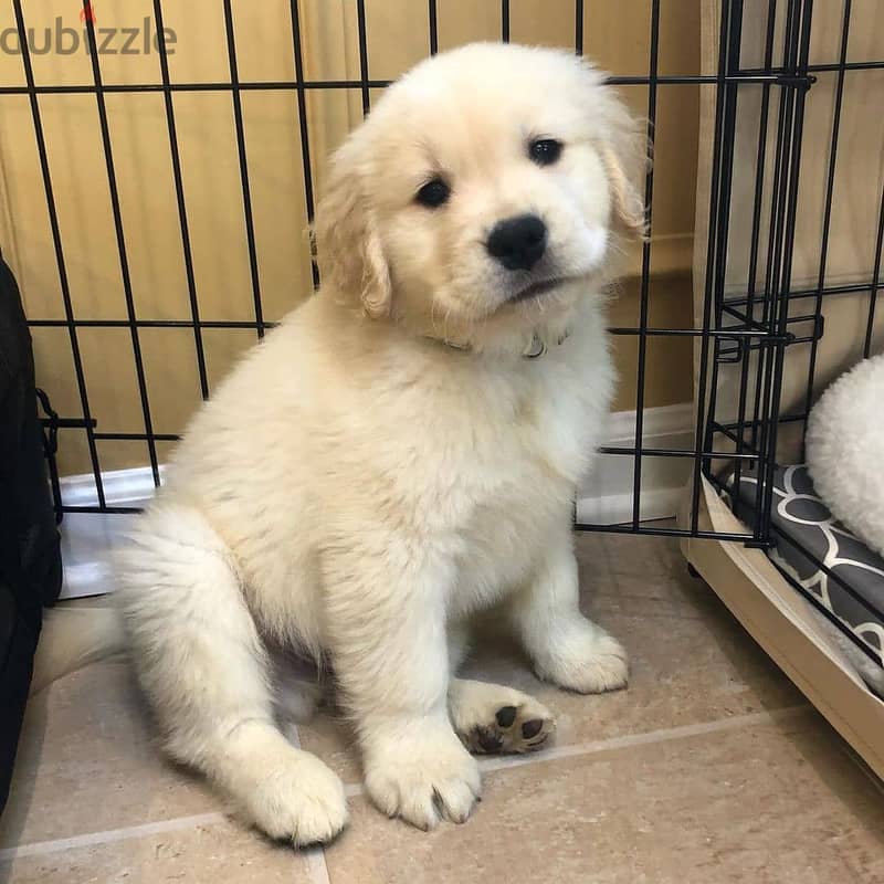 Golden Retreiver Puppy 1