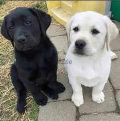 Labrador puppies// WhatsApp +971502618837 0