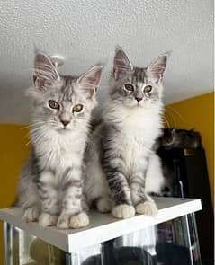 Whatsapp Me +972555074990 Maine Coon Cats 0