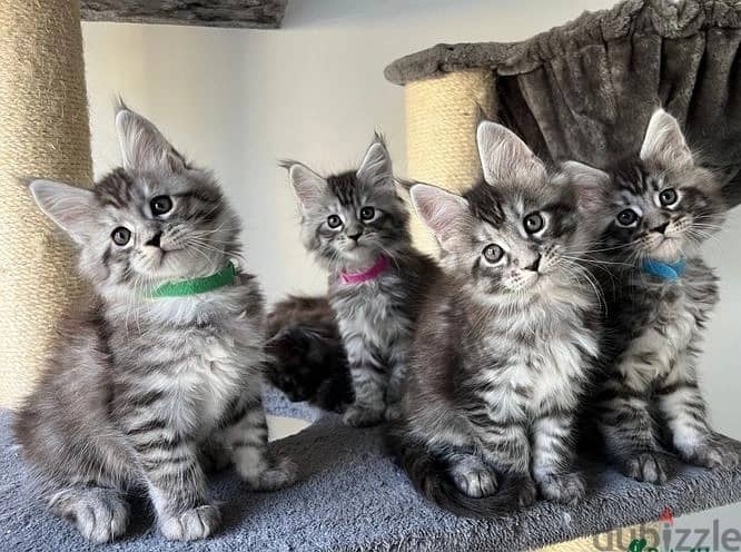 Whatsapp Me +972555074990 Maine Coon Cats 1