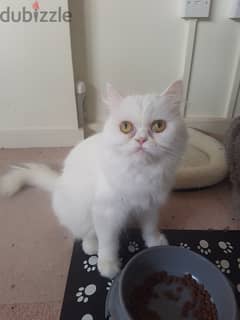 Whatsapp Me +966583921348 Persian Cats