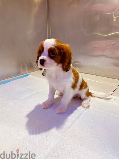 King Charles Spaniel 1