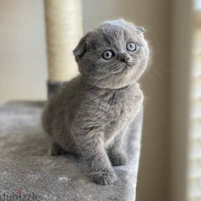 Scottish Fold Kitten