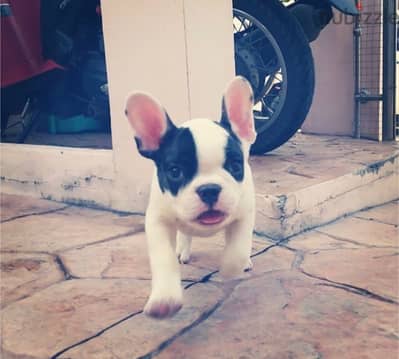 Purebreed French Bull Dog