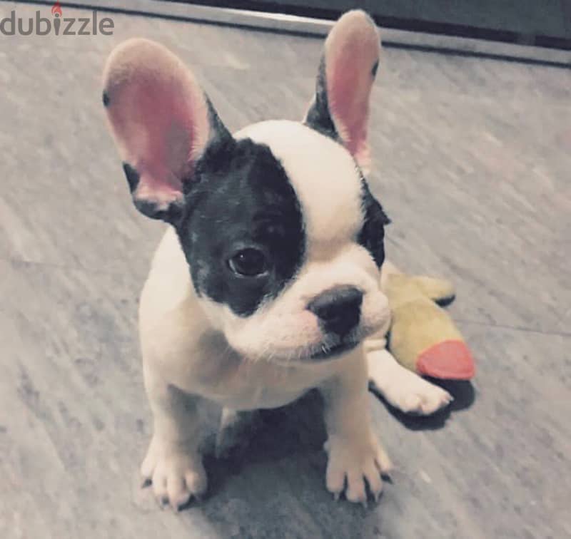 Purebreed French Bull Dog 2