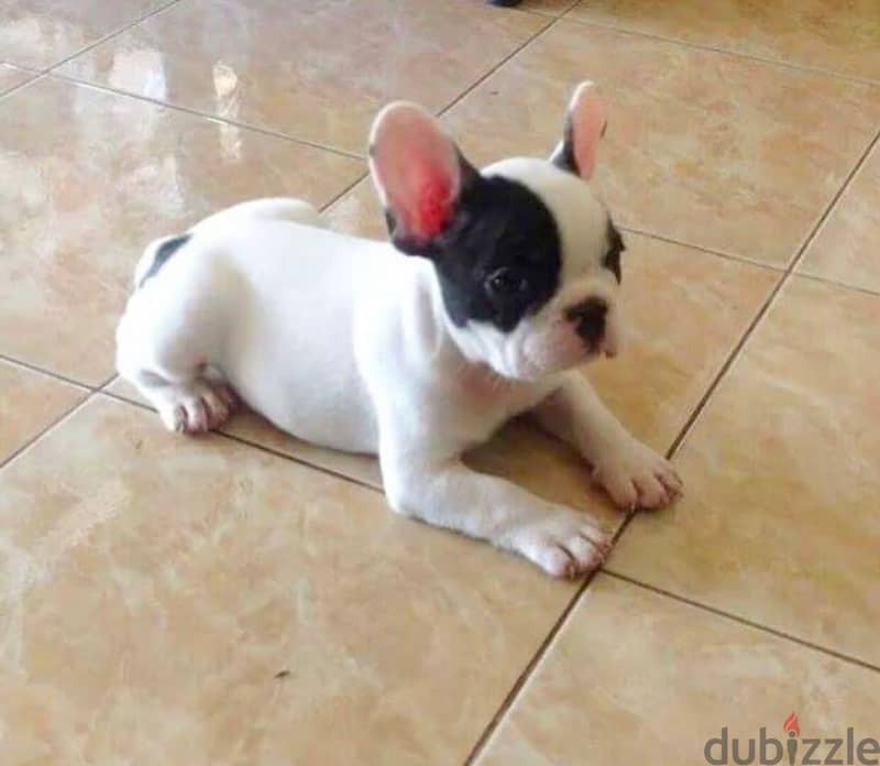 Purebreed French Bull Dog 3