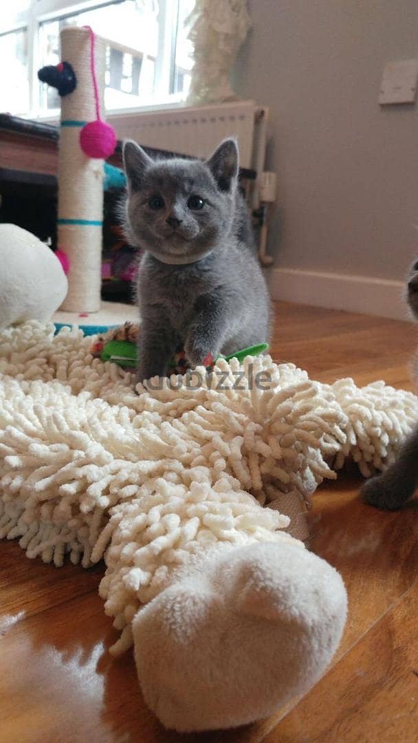 Russian Blue  Kitten 0