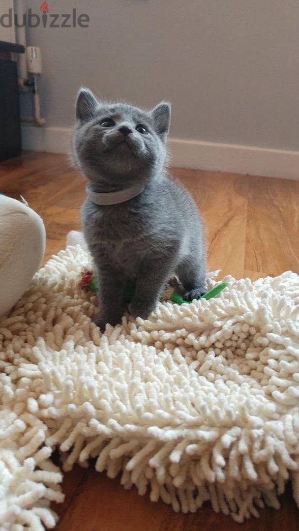 Russian Blue  Kitten 1