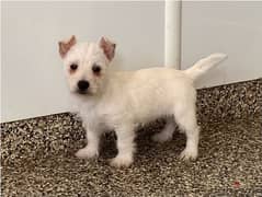 Whatsapp Me +972555074990 West Highland Terrier 0