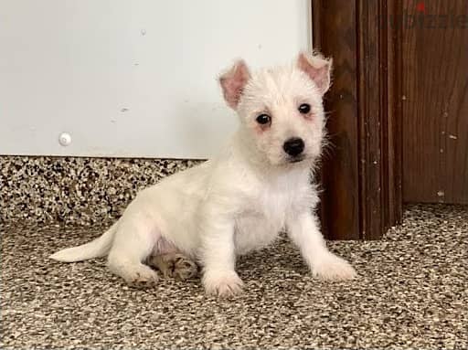 Whatsapp Me +972555074990 West Highland Terrier 1