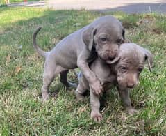 Whatsapp Me +966583921348 Weimaraner Puppies 0