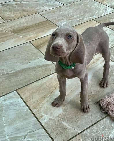 Whatsapp Me +966583921348 Weimaraner Puppies 1