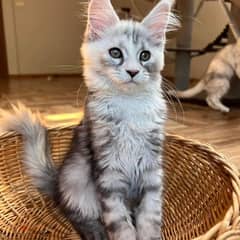 Maine Coon Kittens//WhatsApp +971502618837 0