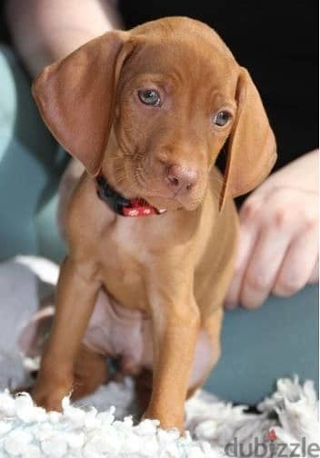 Whatsapp Me +966588993320 Vizsla Puppies 1