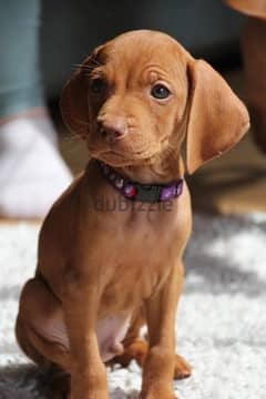 Whatsapp Me +966588993320 Vizsla Puppies 0