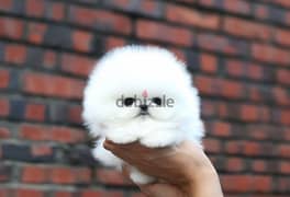 Pomeranian Puppies// WhatsApp +971502618837 0