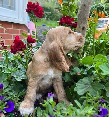 Whatsapp Me +966588993320 Cocker Spaniel Puppies 1