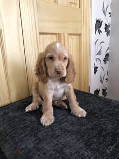 Whatsapp Me +966588993320 Cocker Spaniel Puppies 0