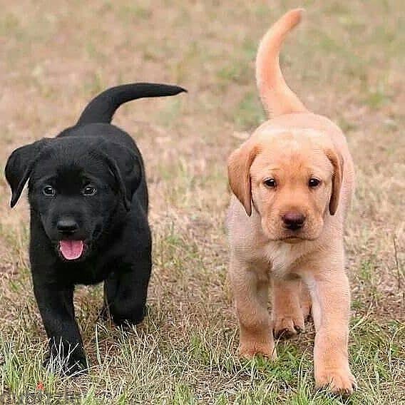 Labrador puppies// WhatsApp +971552543679 0