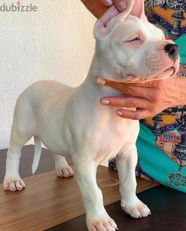 Whatsapp Me +966583921348 Dogo Argentino Puppies 0