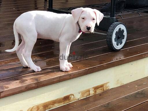 Whatsapp Me +966583921348 Dogo Argentino Puppies 1