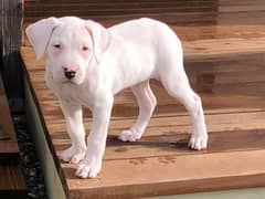 Whatsapp Me +966583921348 Dogo Argentino Puppies